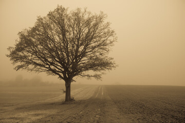 tree in fog next to the lonely street