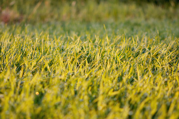Morning lawn with large drops of dew in the warm rays of the sun.