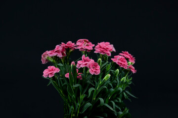 close-up view of potted flowers on black background