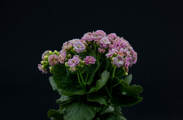 close-up view of potted flowers on black background