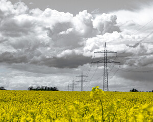 line in the field