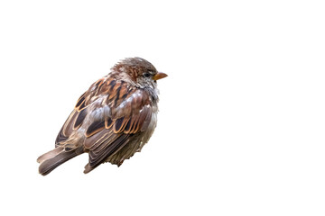 Above view of a cute sparrow in png transarency