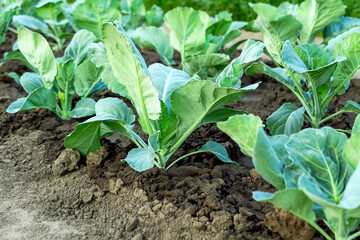 young cabbage grows in the garden after watering. cultivation of cabbage concept