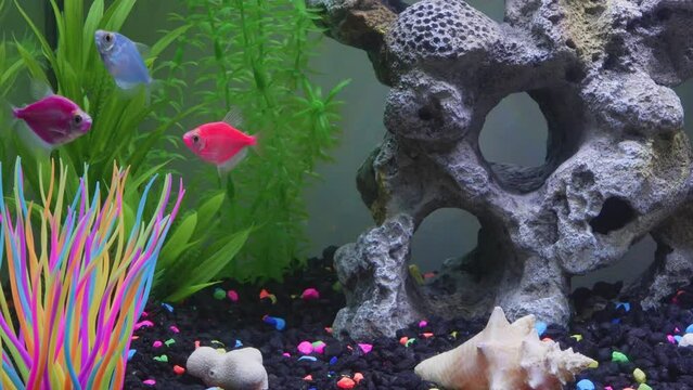 Close up view of glofish in aquarium. Glow fish different colored in tank with big stone, decorations. Gymnocorymbus ternetzi.
