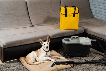 Dog and extractor dry cleaning machine. Professional domestic cleaning service. Removing dirt and dust from couch soiled by dog using extractor dry cleaning machine.