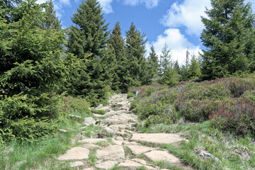 Rocky hiking path to Brocken in a forest, Harz national park in Germany - 567514386