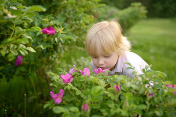 Obraz na płótnie Canvas Little blonde hair boy enjoy blooming of rosehip on warm summer day. Preschooler child is sniffing the heads of purple flowers. Flowering time causes allergies in children.