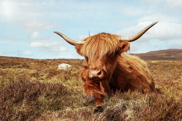 Scottish highland cow in a field - obrazy, fototapety, plakaty
