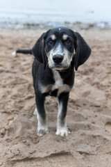 puppy on the beach