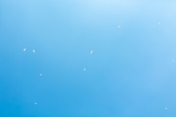 blue sky background with tiny seagulls
