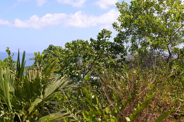 Mangroves on the top of the mountain. Exotic vegetation of the Seychelles. Green thickets and blue sky.
