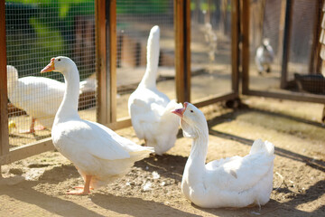 Geese are walking in the farm coop. Floor cage free birds is trend of modern poultry farming. Small business.