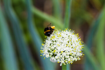 Close-up view of bumblebee collecting nectar from blossoms onion in the garden