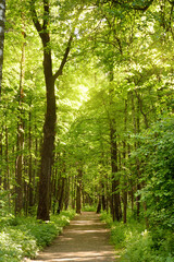 Fototapeta premium A path through a green sunny spring forest, illuminated by sunlight