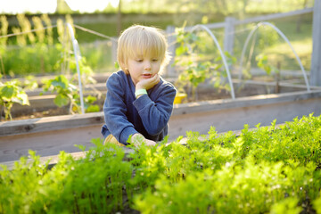 Little child is in community kitchen garden. Raised garden beds with plants in vegetable community...