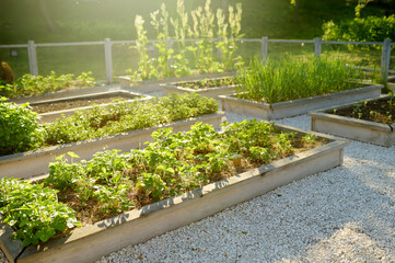 Community kitchen garden. Raised garden beds with plants in vegetable community garden. Lessons of...