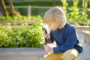 A small child is in the garden. A boy watches mint plants through a magnifying glass