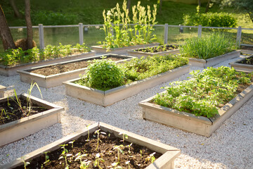 Community kitchen garden. Raised garden beds with plants in vegetable community garden. Lessons of...