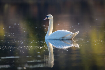 Mute Swan backlit swimming with reflection in water