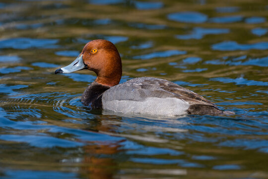 Side-on portrait of Redhead Duck swimming 