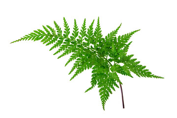 Rumohra adiantiformis or leather fern or leatherleaf fern glossy dark green frond isolated...