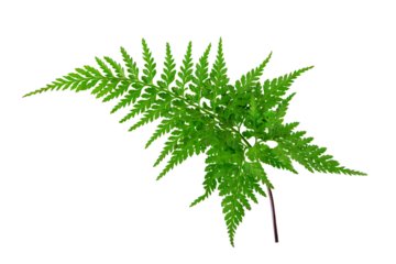 Rumohra adiantiformis or leather fern or leatherleaf fern glossy dark green frond isolated transparent png
