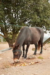 Fototapeta premium horses grazing and eating
