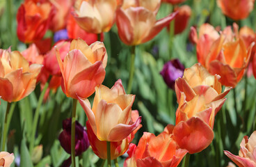 Orange Tulip - Fort Worth Botanic Garden, Texas