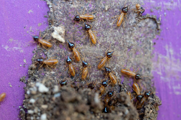 Group of termite insect on wall