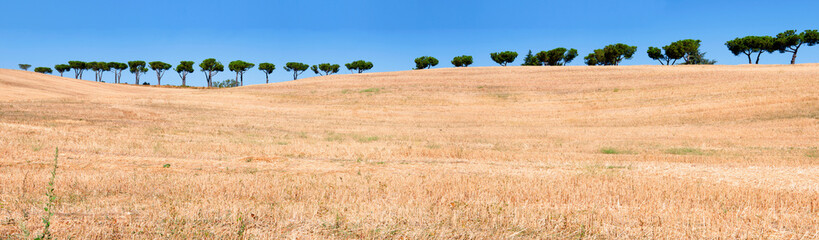 Obraz premium Beautiful summer landscape with trees in row