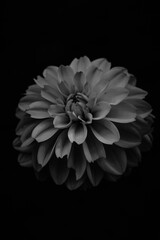 Dahlia flower in black and white