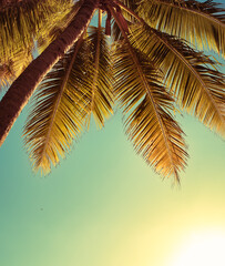 Fototapeta na wymiar Palm tree on blue vintage sky background 