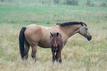 horse and foal in field