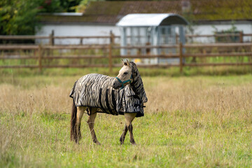 Fly protection during summertime; Horse with fly blanket