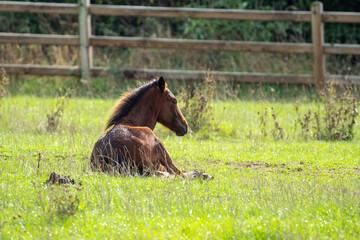 foal horse in the meadow