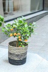 artificial plant with orange fruits on a blurred background of a shop window. Decoration