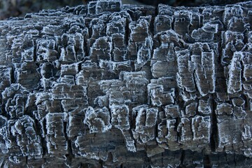 detail of frozen bark