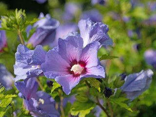 Violett blühender Hibiskus, Hibiscus, im Garten