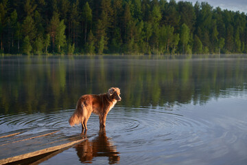 dog on a wooden bridge at the lake. Pet for a walk. Nova Scotia Duck Tolling Retriever in nature