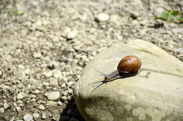 Large garden snail sits on a stone covered with moss on a blurred background