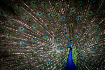 Naklejka premium peacock in Wales