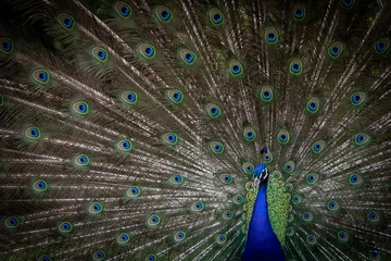 Fotobehang peacock in Wales © marta