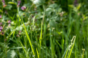Dans les prairies d'Alsace en France
