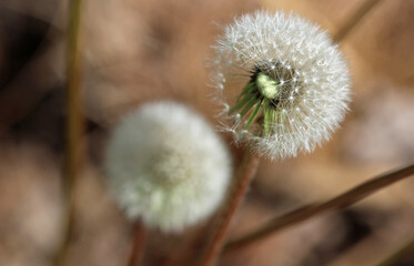 Dandelion