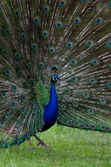 Obraz premium peacock in Wales