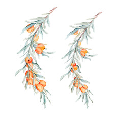 Watercolor illustration set of beautiful orange sea buckthorn for healthy life and design background. Hand painted isolated on a white background