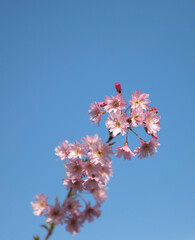 pink sakura flower on blue sky background, spring time