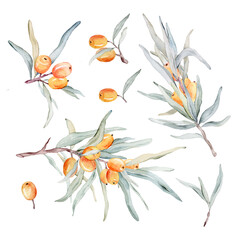 Watercolor illustration set of beautiful orange sea buckthorn for healthy life and design background. Hand painted isolated on a white background