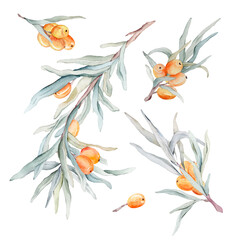 Watercolor illustration set of beautiful orange sea buckthorn for healthy life and design background. Hand painted isolated on a white background