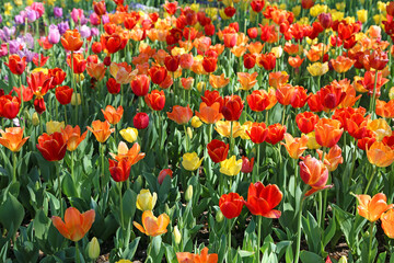 Fototapeta premium Red, orange and yellow Tulips - Fort Worth Botanic Garden, Texas